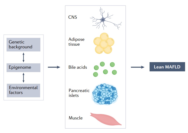 Nature綜述：近26%的瘦人也有脂肪肝，改善代謝失調(diào)是關(guān)鍵！