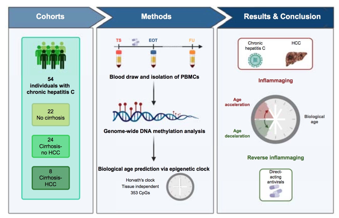 逆轉(zhuǎn)炎癥：HCV治療對生理年齡的長期影響